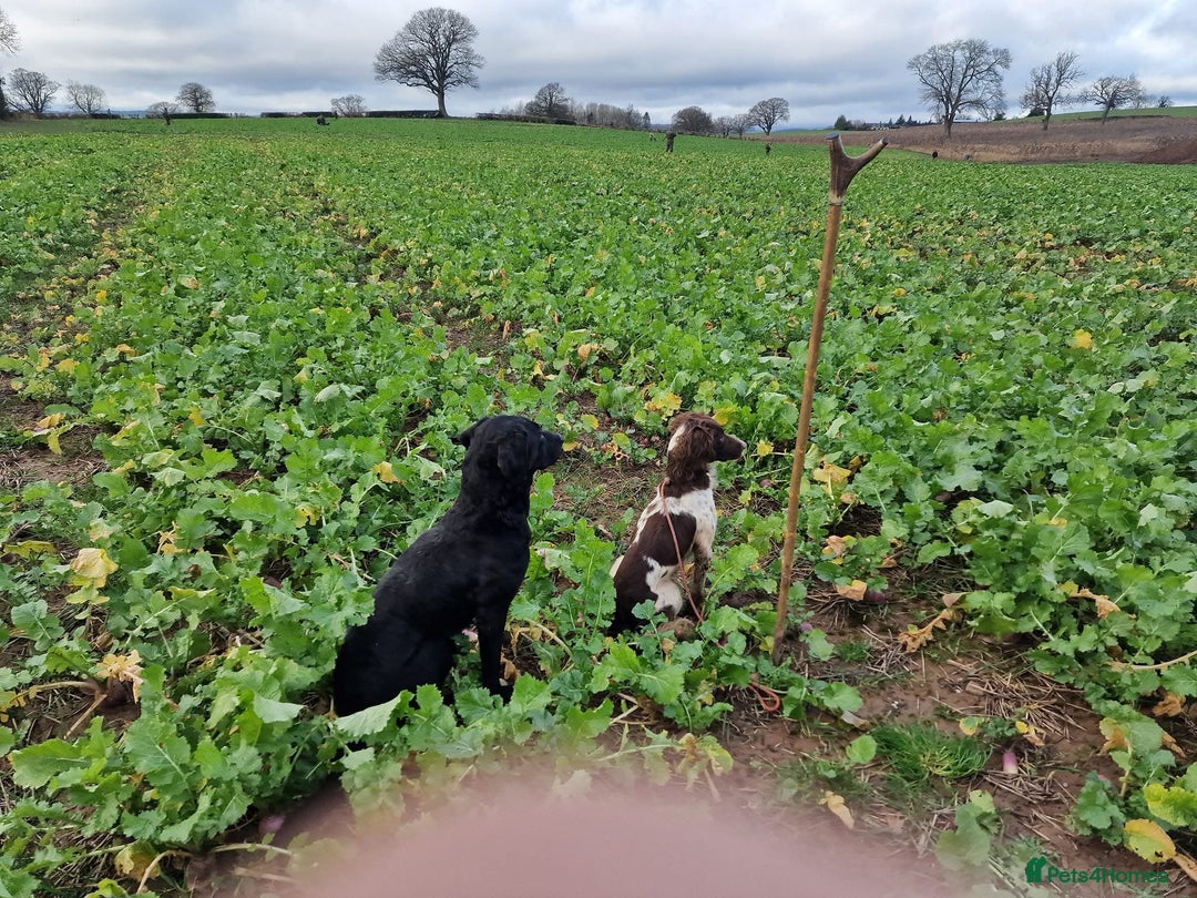 Labrador Retriever dogs for sale: KC Working Labrador Bitch - Advert 13