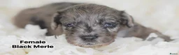 Cockapoo dogs for sale: Beautiful puppies  - Advert 6