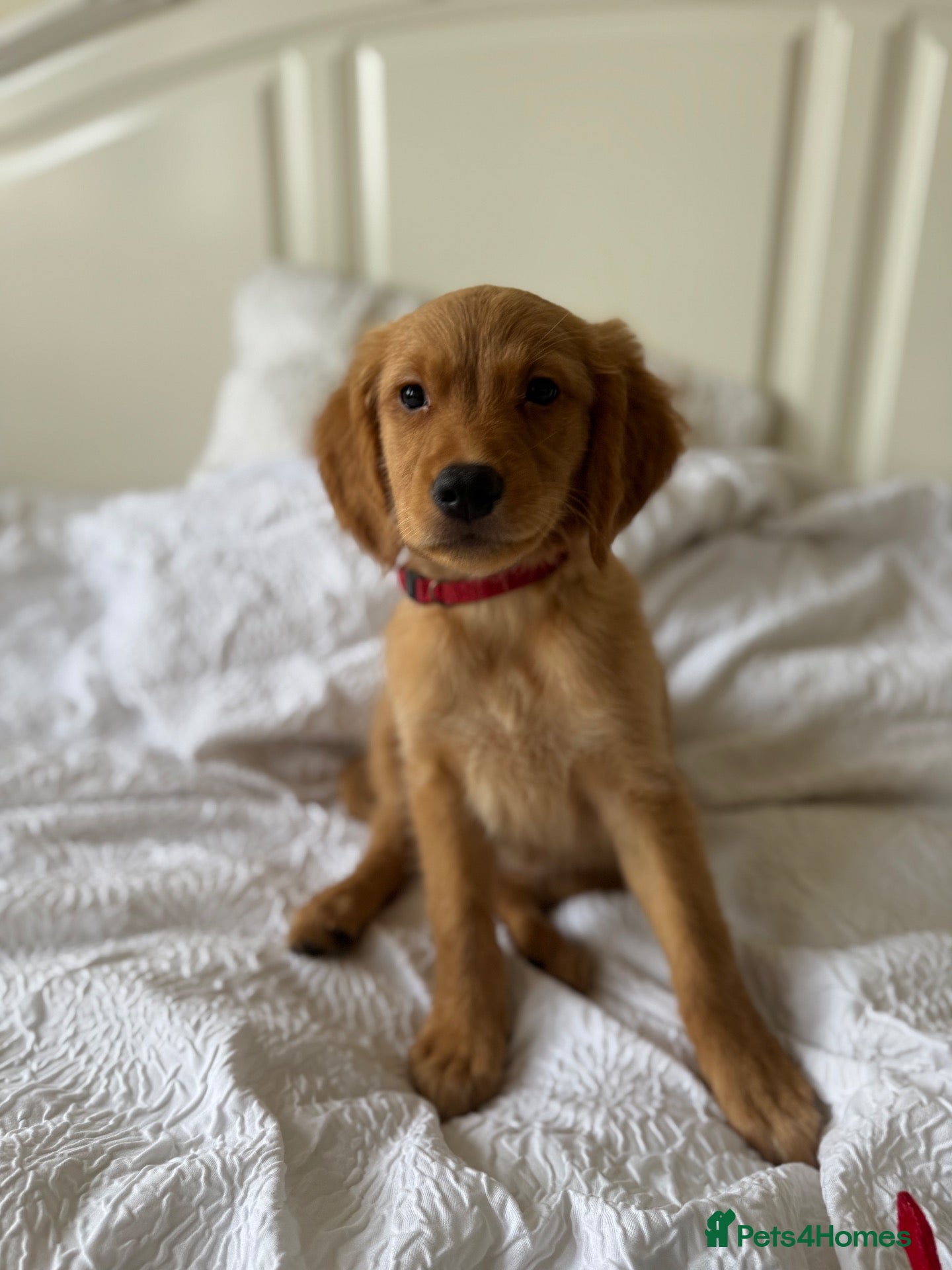 Golden Retriever dogs *READY* KC Registered Dark Golden Retrievers - Advert 1