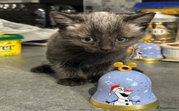 Siamese cats for sale: Siamese cross  - Image 2