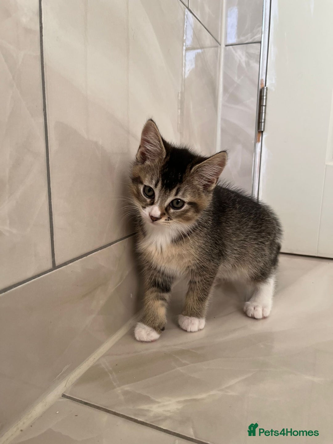 Abyssinian cats for sale: 6 Abyssinian & Tabby Kittens Available - Advert 10