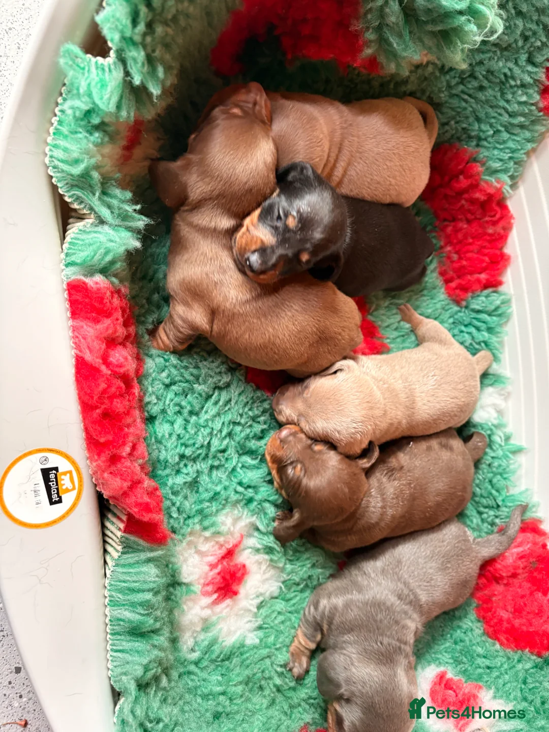 Dachshund dogs for sale: Mini Dachshund Puppy   - Advert 2
