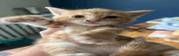 Mixed Breed cats for sale: Beautiful kittens - Advert 4