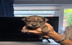 Staffordshire Bull Terrier dogs for sale: Staffordshire bull terrier puppy’s  - Image 13