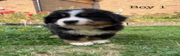 Bernese Mountain Dog dogs for sale: BEAUTIFUL BERNESE MOUNTAIN DOG PUPPIES-4 BOYS !!! - Advert 15