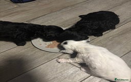 Cocker Spaniel dogs for sale: 3 beautiful working cocker spaniels - Image 8