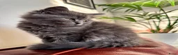 RagaMuffin cats for sale: Beautiful Ragamuffin (Ragdoll x BSH) kittens - Advert 13