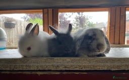 Mixed Breed rabbits for sale: Mini Lop and Netherland Dwarfs x Lionhead Babies - Image 6
