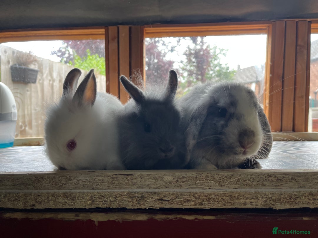 Mixed Breed rabbits for sale: Mini Lop and Netherland Dwarfs x Lionhead Babies - Image 6