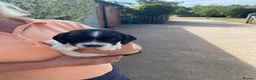 English Springer Spaniel dogs for sale: Championship Bred, Fully Health Tested Workers - Advert 3