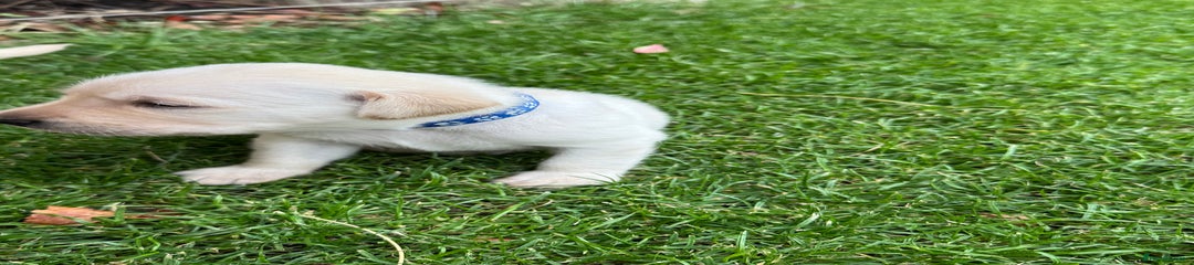 Labrador Retriever Puppy 3