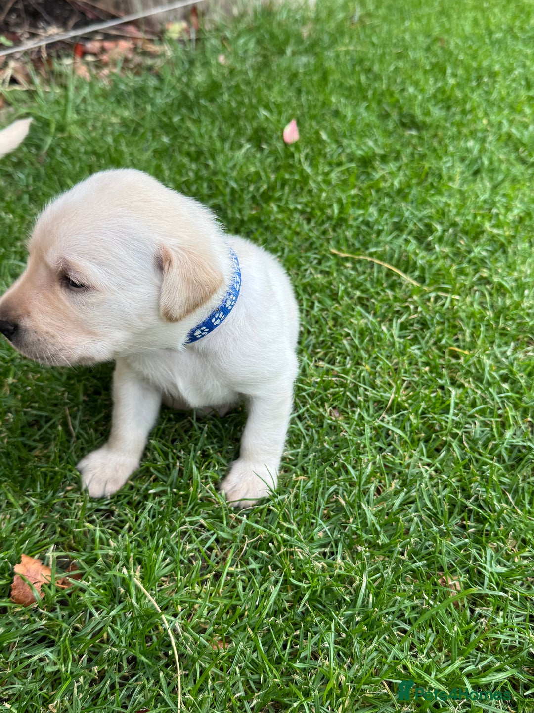 Labrador Retriever dogs for sale: Stunning KC Reg Yellow Labrador Puppies - Image 13