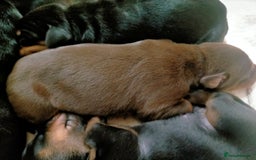 Dobermann dogs for sale: Dobermann puppies - Image 4