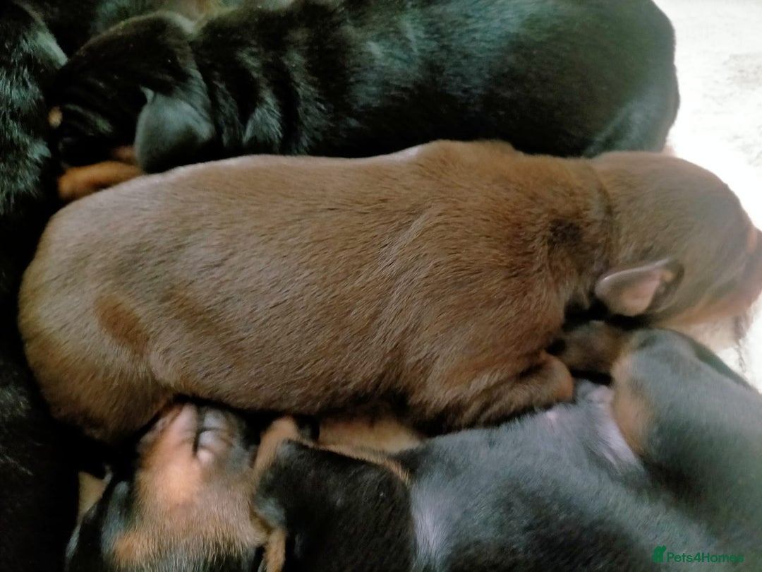 Dobermann dogs for sale: Dobermann puppies - Image 4