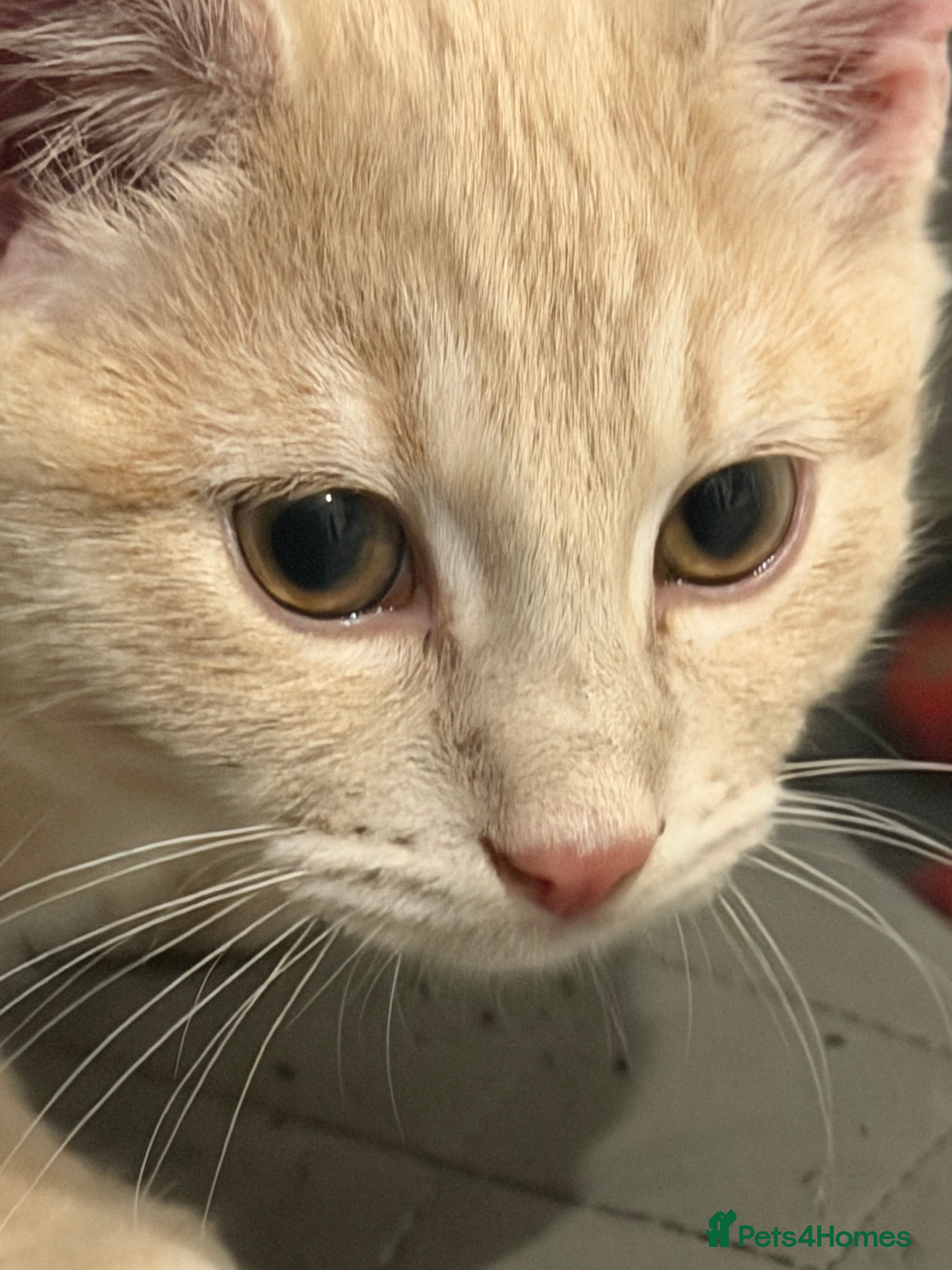 British Shorthair cats for sale: Two kittens for sale  - Advert 2