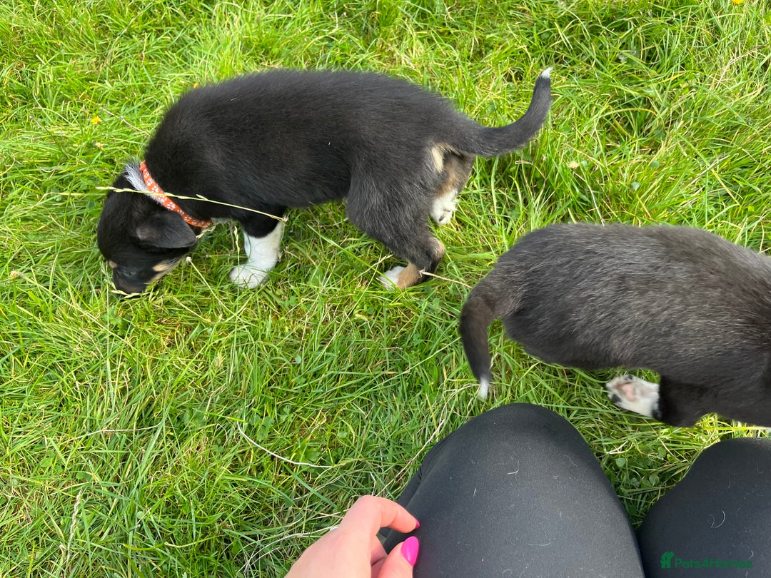 Border Collie dogs for sale: 4 border collie males looking for forever homes  - Image 6