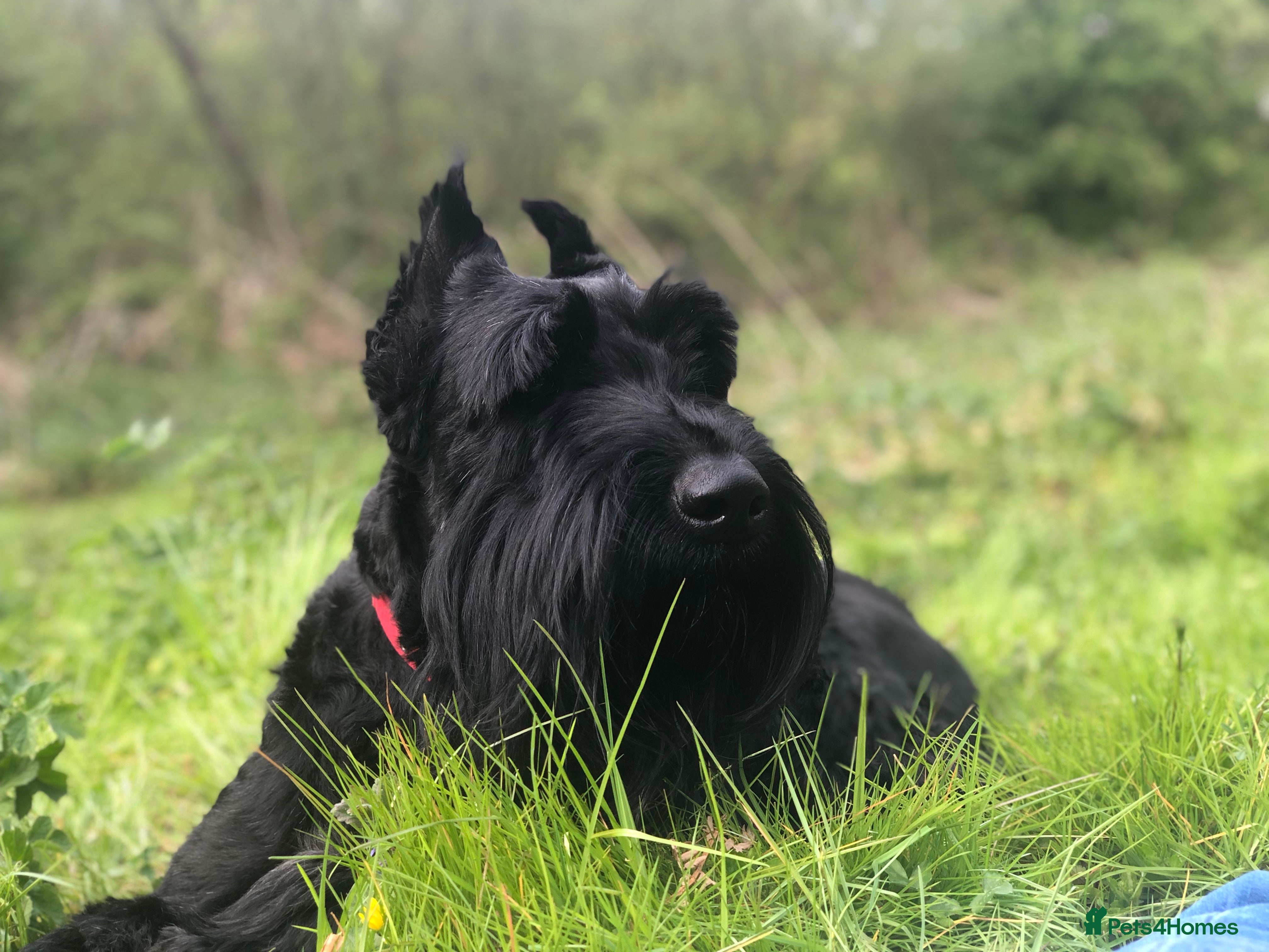 Edison Black Bearded Beauties