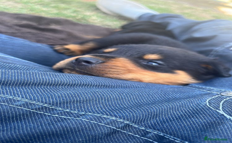 Rottweiler dogs - Advert 6