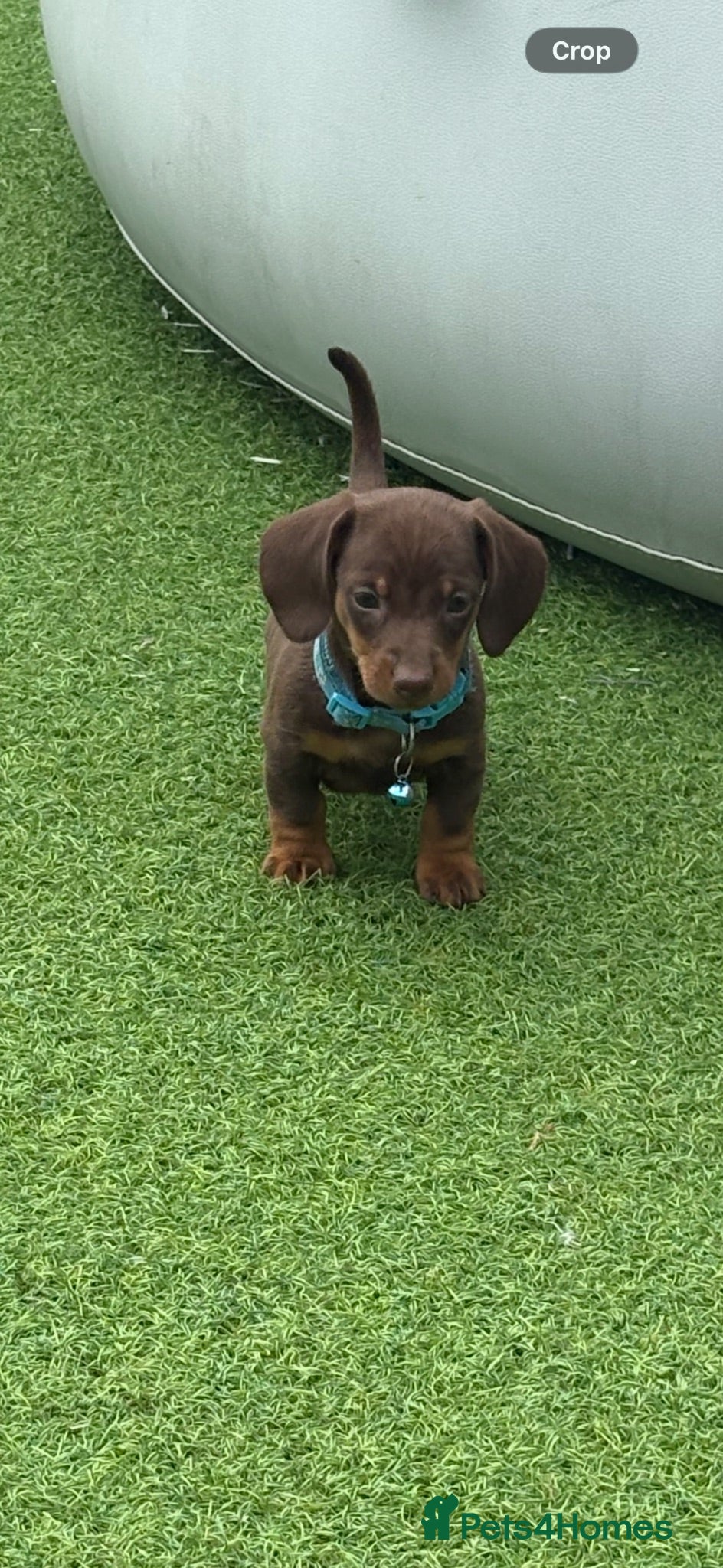 Dachshund dogs Beautiful littler of dachshund puppies  - Advert 17