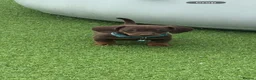 Dachshund dogs for sale: Beautiful littler of dachshund puppies  - Advert 5