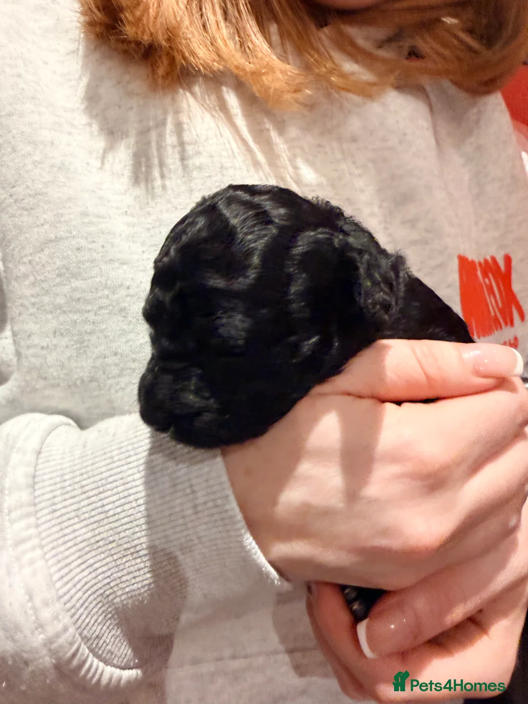 Mixed Breed dogs for sale: Loodlepoo Puppies  - Advert 14