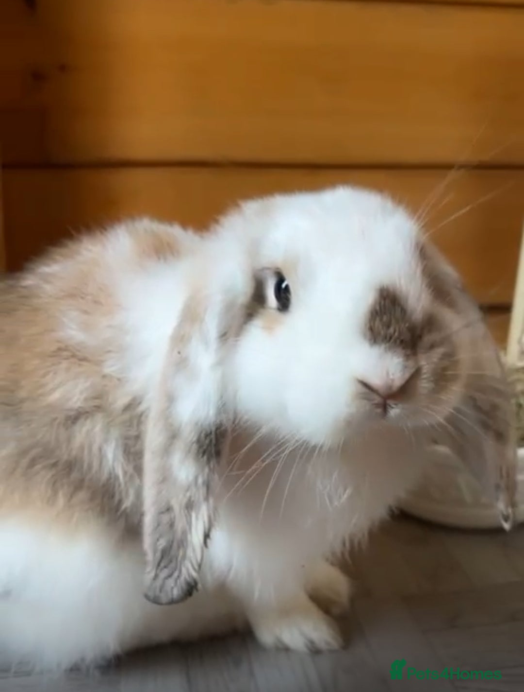 French Lop rabbits for sale: Two French lops bunny’s for sale  - Image 2