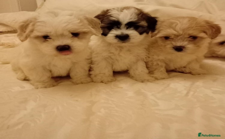 Cavachon dogs - Advert 1