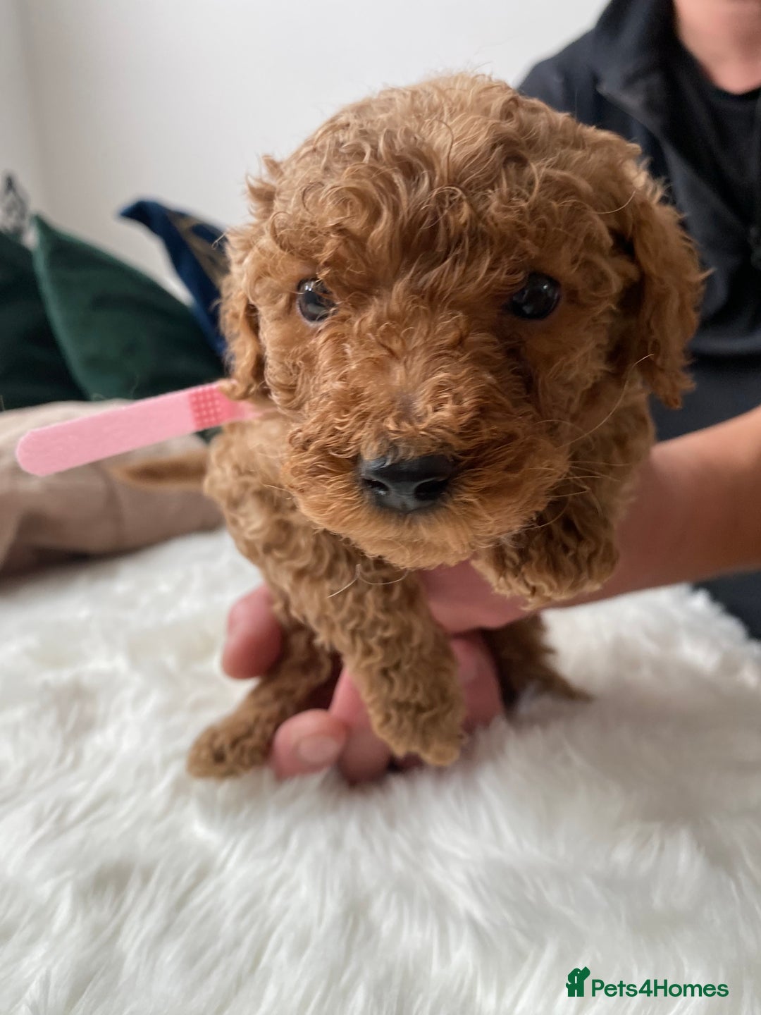 Goldendoodle dogs for sale: F1Goldendoodel puppies now ready for new home  - Advert 30
