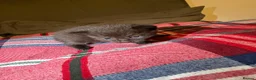 British Shorthair cats for sale: Beautiful British shorthaired kittens available in Shrewsbury - Advert 14