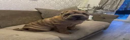 Shar Pei dogs for stud: Shar Pei for stud  - Advert 9