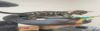 Sox