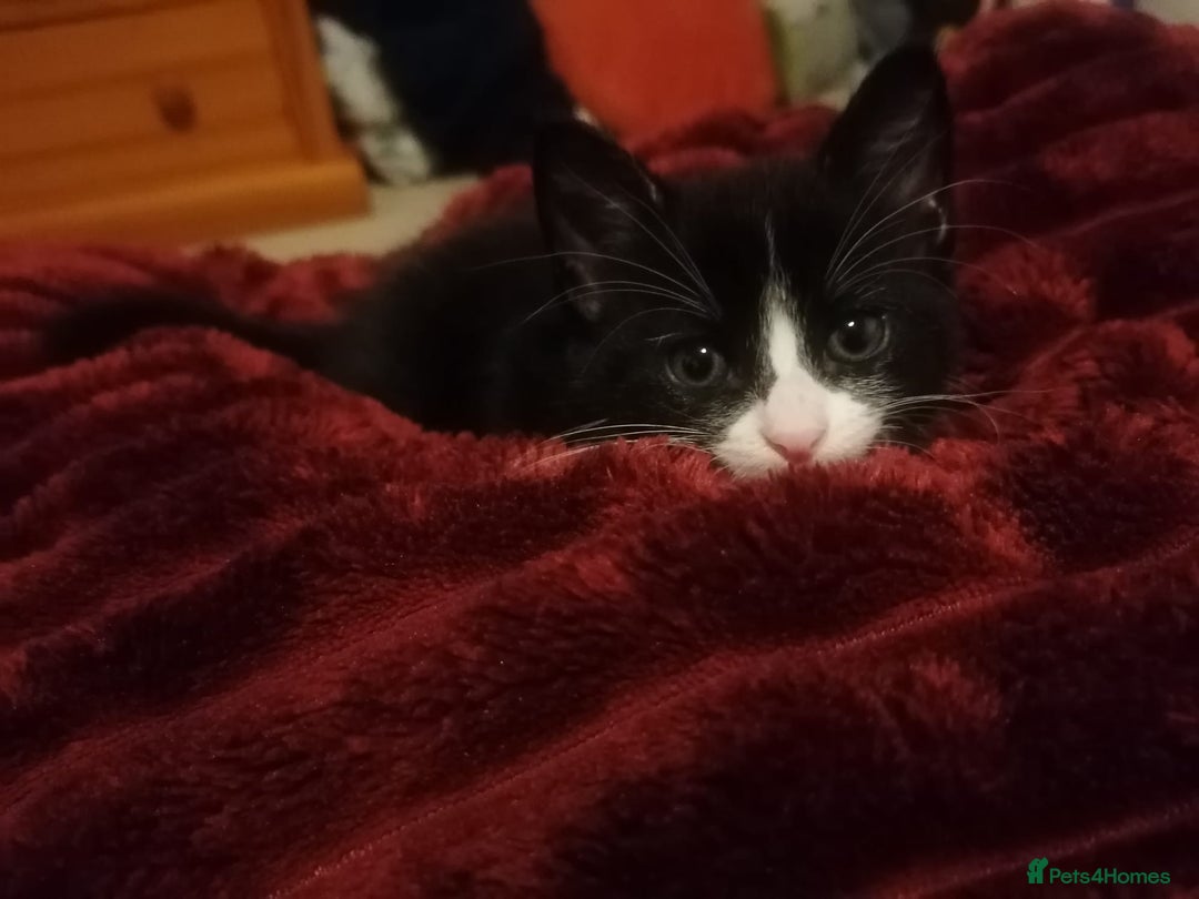 Mixed Breed cats for sale: Playful and loving tuxedo boy - Advert 12