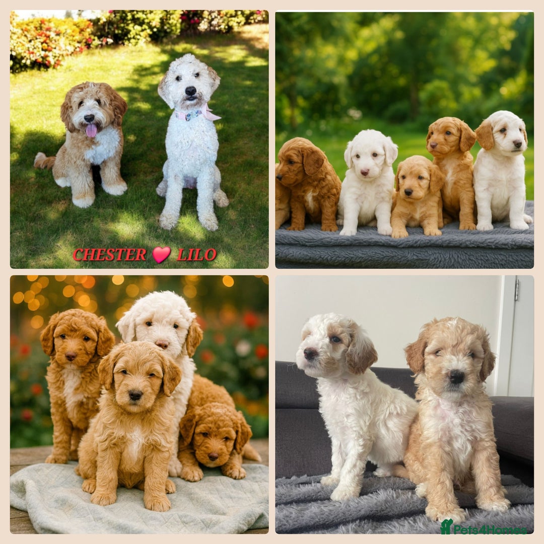 Cocker Spaniel dogs for stud: Hip0/0 Elbow 0/0 🌟Australian Labradoodle  - Advert 32