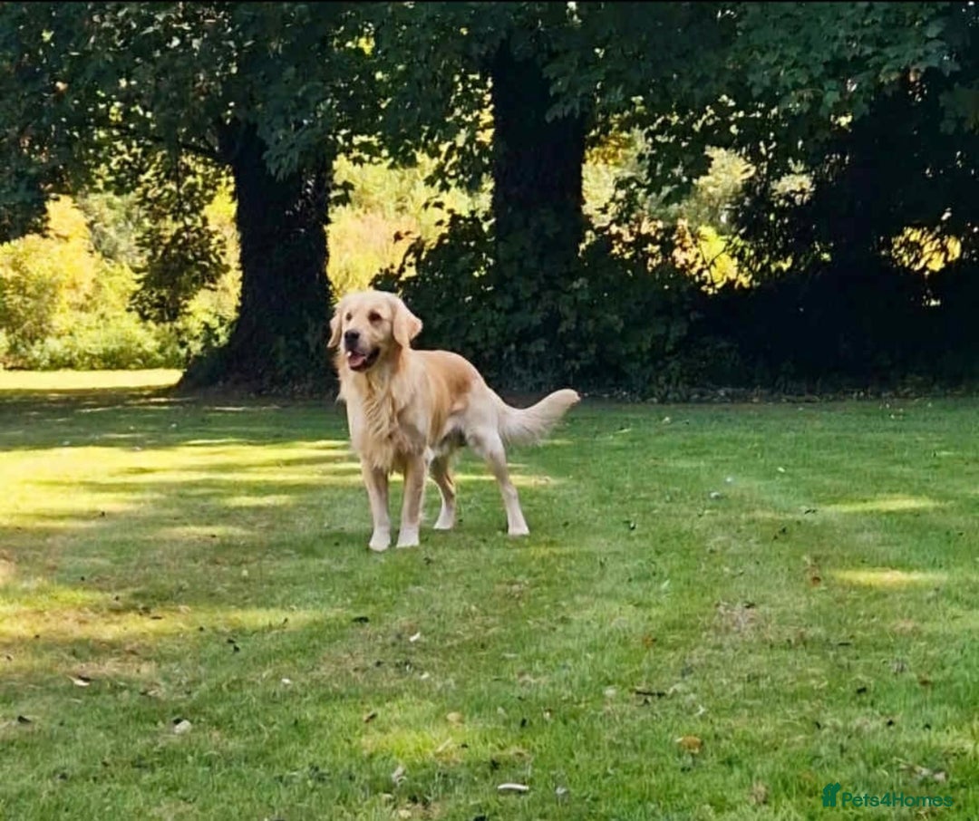 Golden Retriever dogs for sale: 2 year old kc registered male  - Advert 10