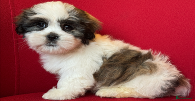 Mixed Breed dogs - Advert 15