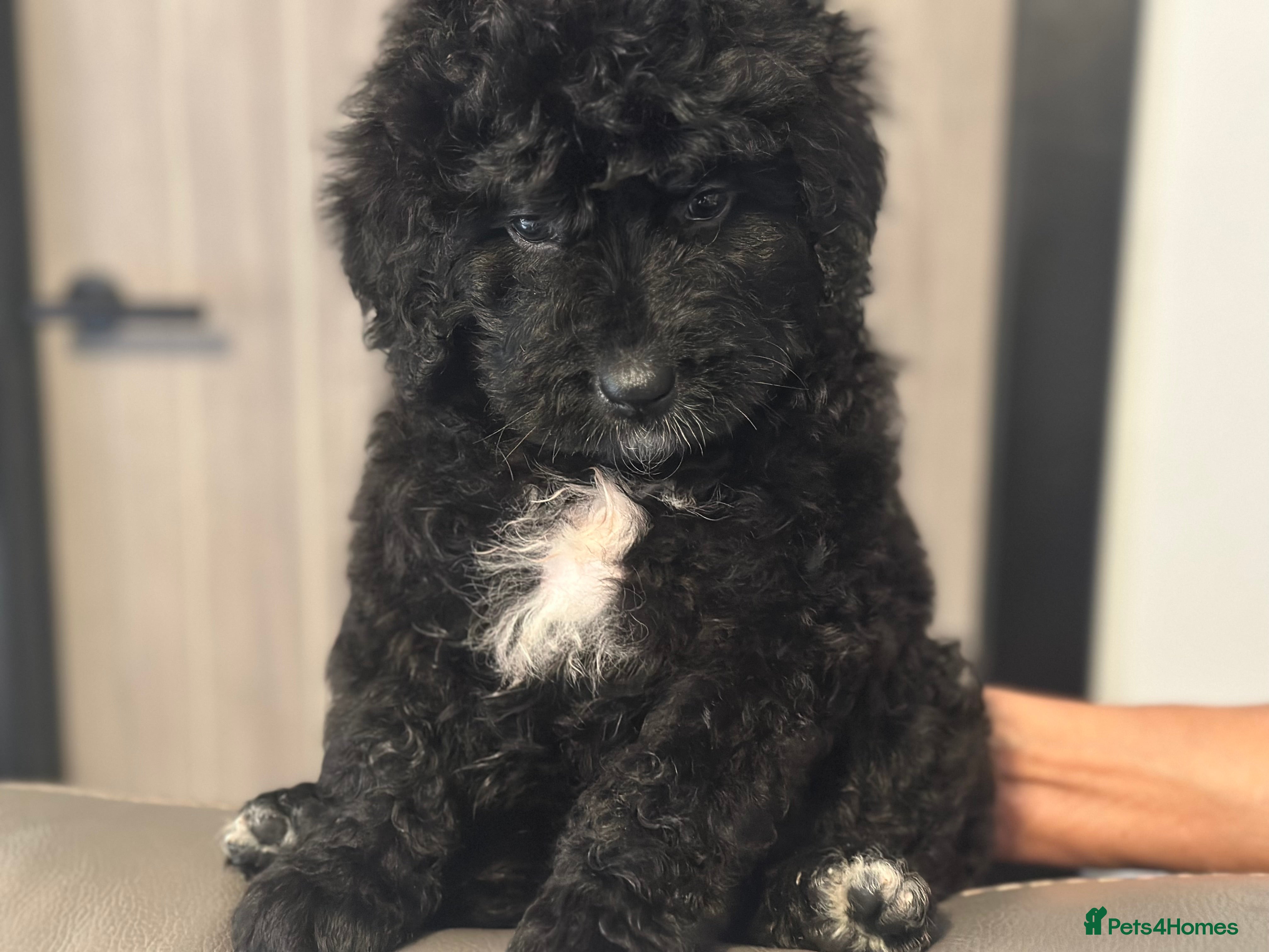 Bernedoodle dogs F1 STANDARD BERNADOODLE VACCINATED FULL VET CHECK - Advert 1