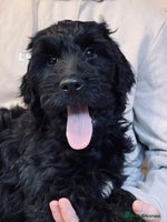 Goldendoodle dogs Goldendoodles❤️PARENTS ARE SCHOOL WELL-BEING DOGS - Advert 2