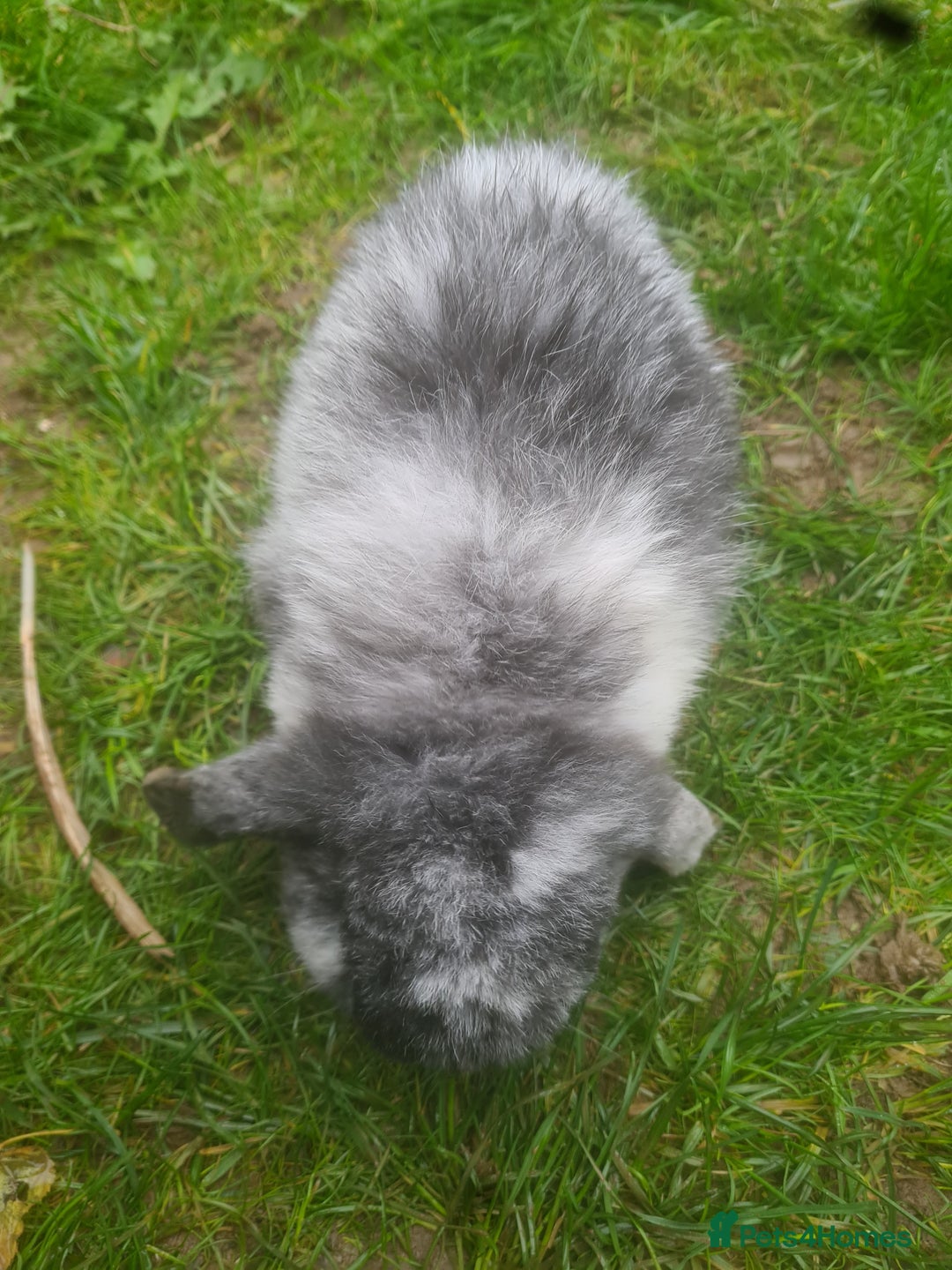 Mini Lop rabbits for sale: Rabbits - Advert 12
