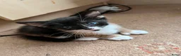 Mixed Breed cats for sale: 6 Fluffy Kitties - Advert 2