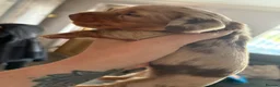 Miniature Dachshund dogs for sale: Stunning KC reg miniature dachshunds  - Advert 10