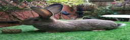 Continental Giant rabbits for sale: PURE Continental Giant Baby  Vaccinated READY 🐰  - Advert 4