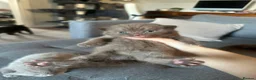 British Shorthair cats for sale: Lilacs and chocolates British shorthair kittens  - Advert 11