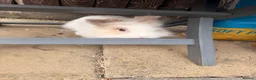 Lionhead rabbits for sale: Male lion head bunny free to a good home  in Milton Keynes - Advert 3