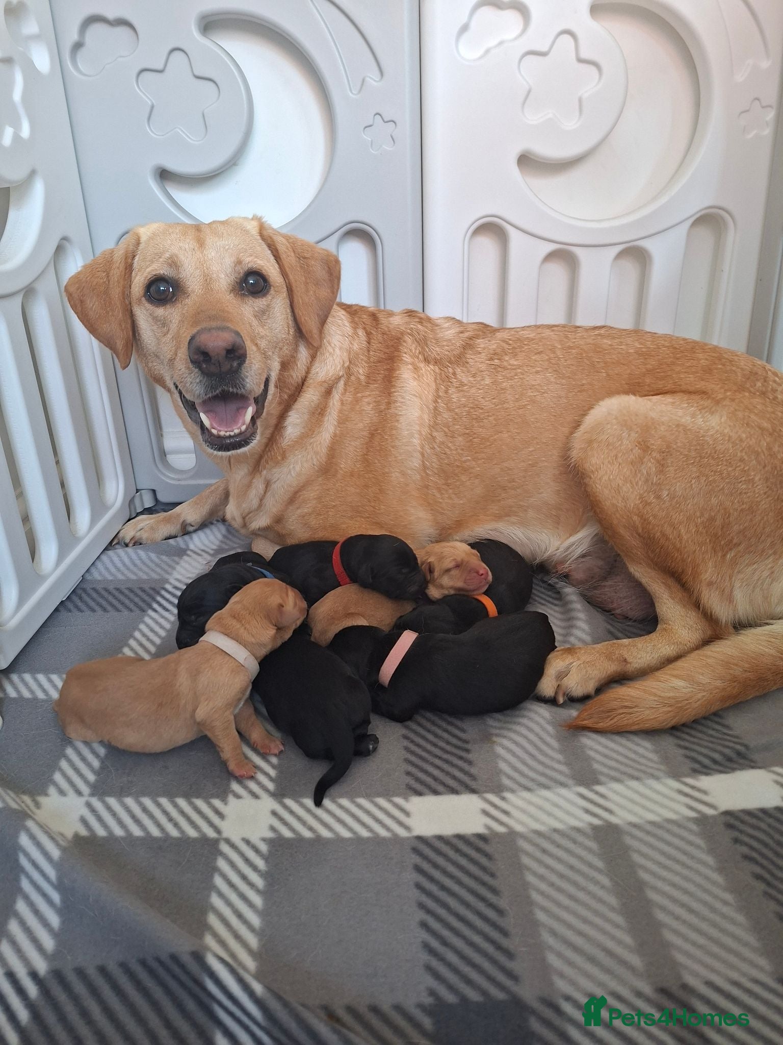 Labrador Retriever dogs 7 labrador puppies 4 male 3 female - Advert 1