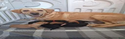 Labrador Retriever dogs for sale: 7 labrador puppies 4 male 3 female - Advert 1