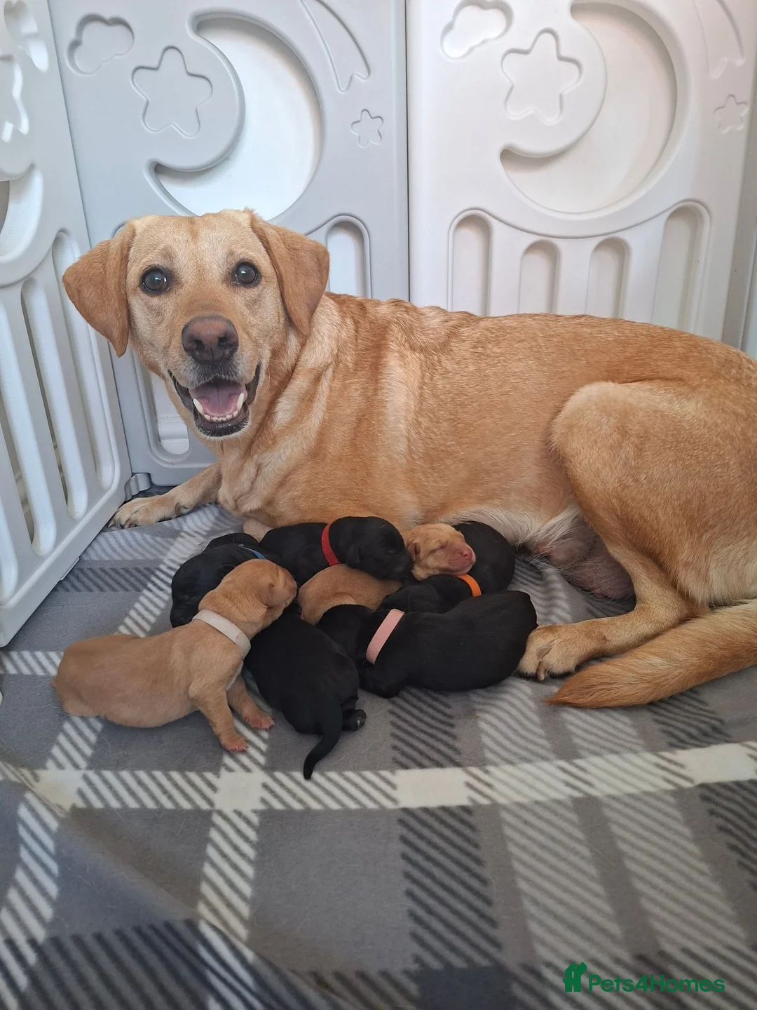 Labrador Retriever dogs for sale: 7 labrador puppies 4 male 3 female - Advert 1