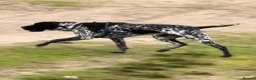 German Shorthaired Pointer dogs for stud: For Stud GSP Black and White - Advert 14