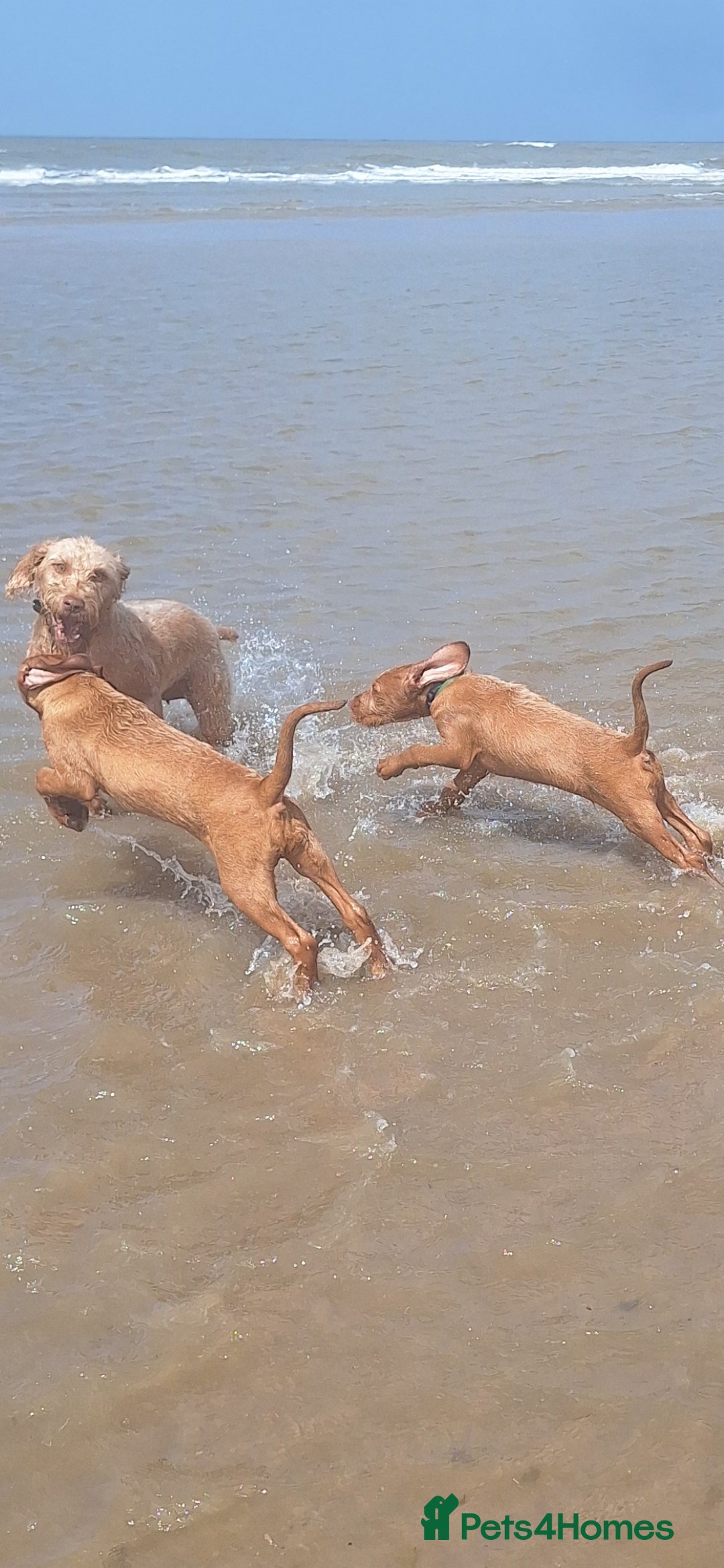 Hungarian Vizsla dogs for sale: Mark  - Image 4