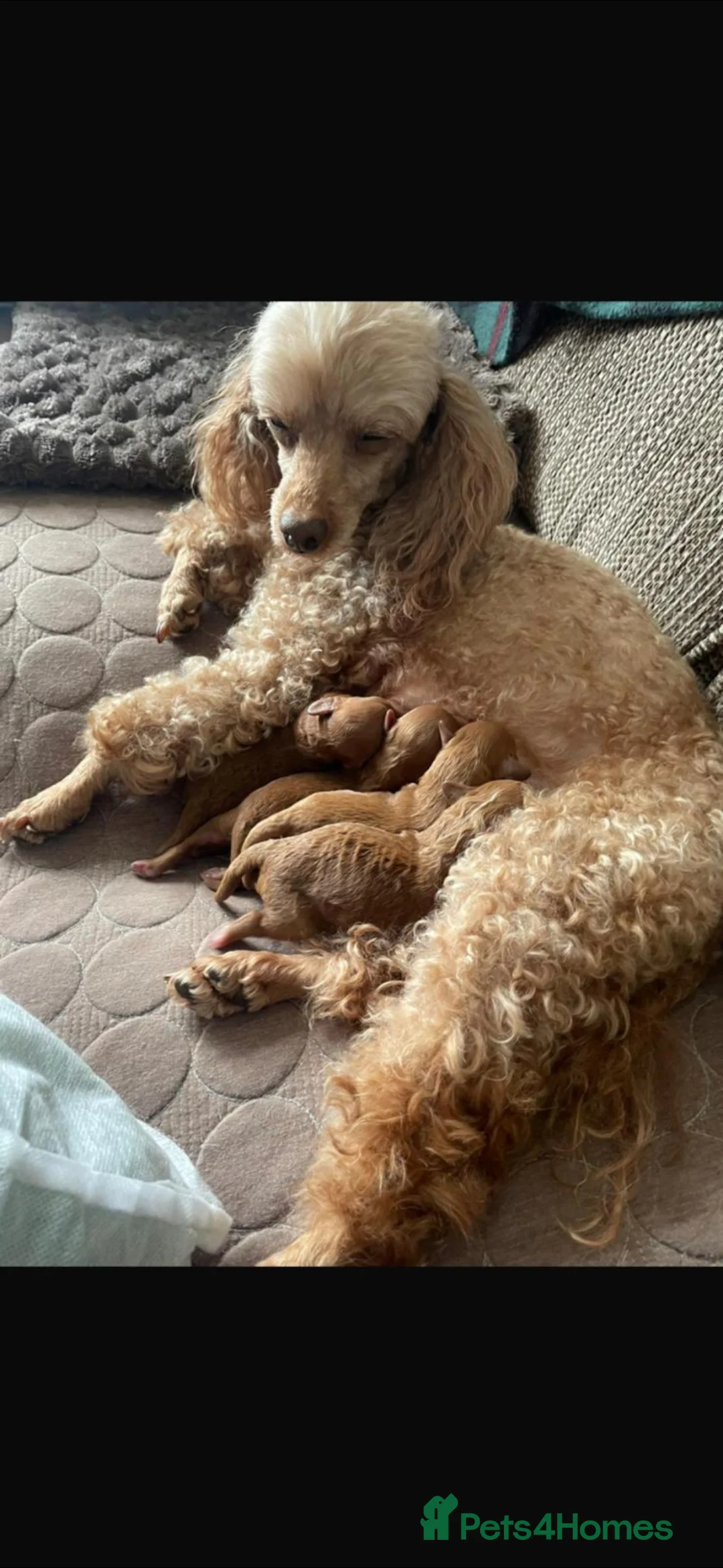 Toy Poodle dogs for sale: Male red toy poodles in Burton-on-Trent - Advert 2