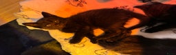 Mixed Breed cats for sale: Melanistic bengals/siamese’s (bengalese) - Advert 13